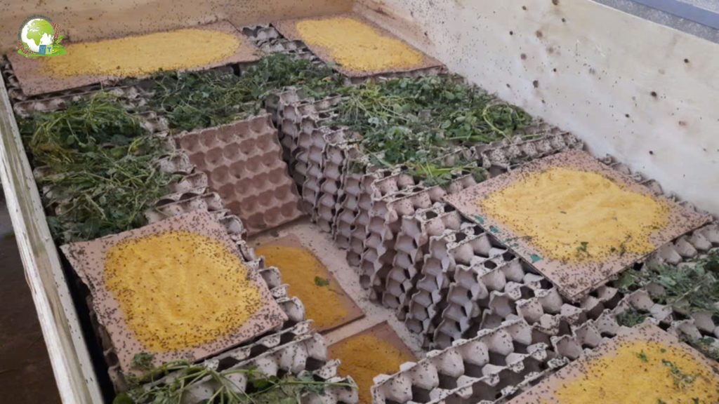 Kỹ thuật làm chuồng nuôi dế đúng chuẩn
