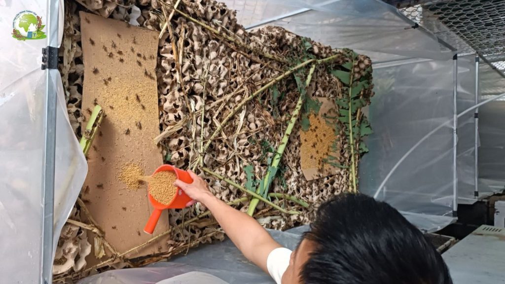 Cám gà con xay nhuyễn cho dế ăn
