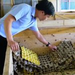 Mô Hình Nuôi Dế Sinh Sản Và Thương Phẩm Hiệu Quả Kinh Tế Cao - Tin tức Trang Trại Côn Trùng Thành Tâm
