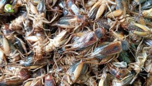 Dế Bị Chết Hàng Loạt: Bắt Bệnh Tận Gốc và Cách Xử Lý Các Bệnh Thường Gặp Ở Dế - Tin tức Trang Trại Côn Trùng Thành Tâm